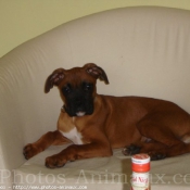 Photo de Boxer