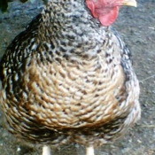 Photo de Poule