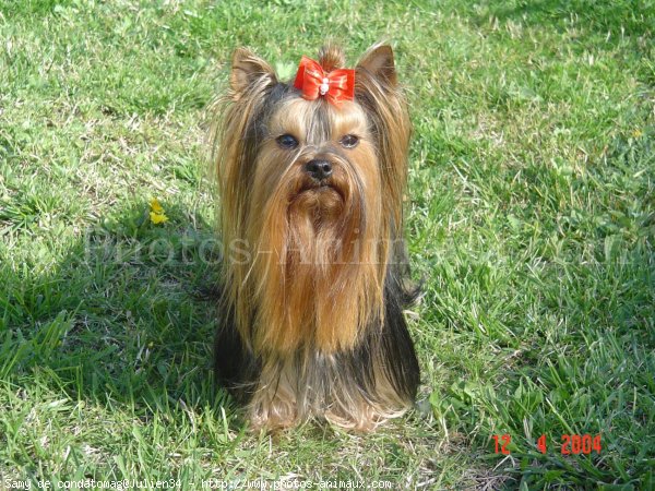 Photo de Yorkshire terrier