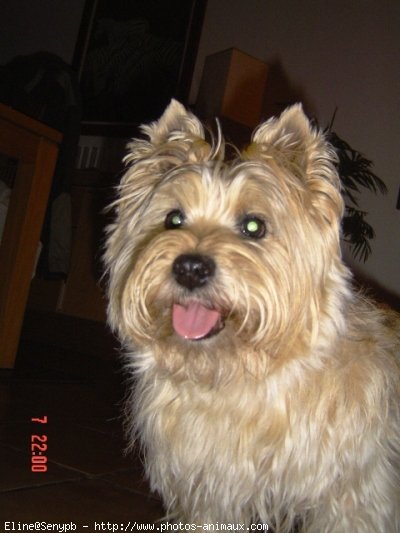 Photo de Cairn terrier