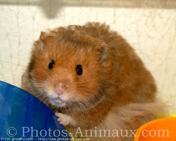 Photo de Hamster