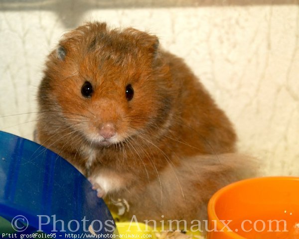 Photo de Hamster