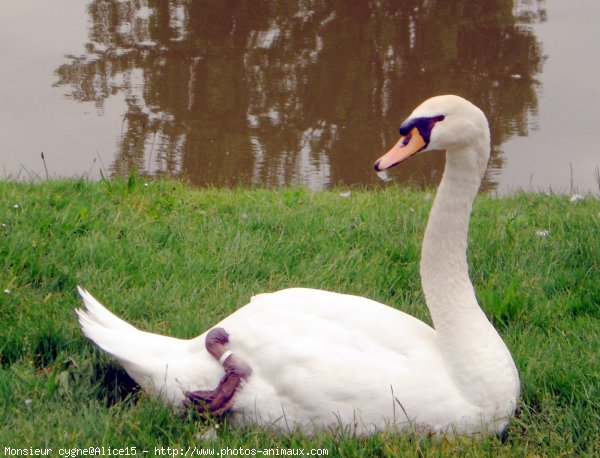 Photo de Cygne