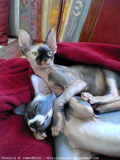 Photo de Sphynx