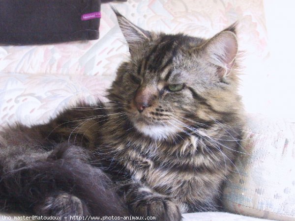 Photo de Maine coon