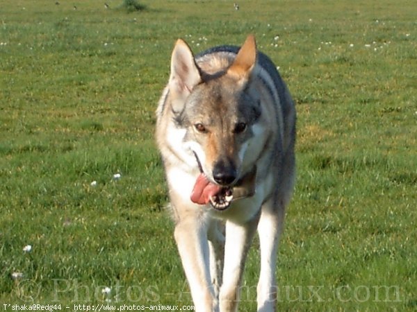 Photo de Chien loup tchcoslovaque