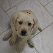 Photo de Labrador retriever