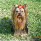 Photo de Yorkshire terrier