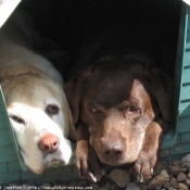 Photo de Labrador retriever