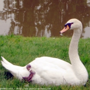 Photo de Cygne