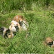 Photo de Races diffrentes