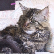 Photo de Maine coon