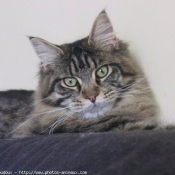 Photo de Maine coon