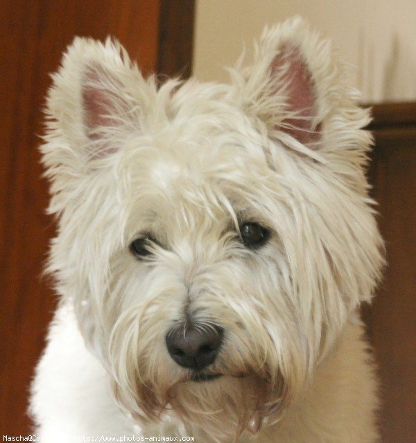 Photo de West highland white terrier