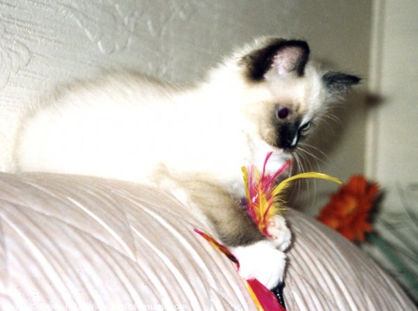 Photo de Ragdoll