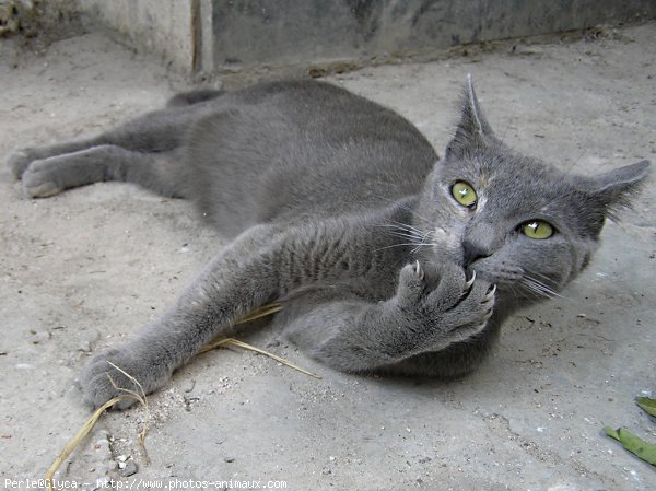 Photo de Chat domestique