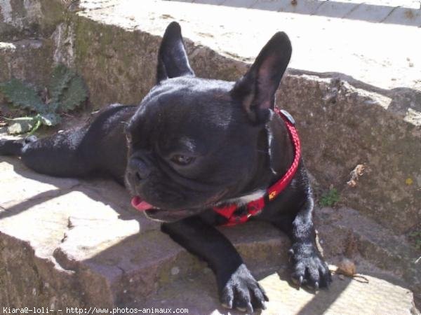 Photo de Bouledogue franais