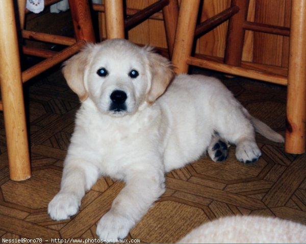 Photo de Golden retriever