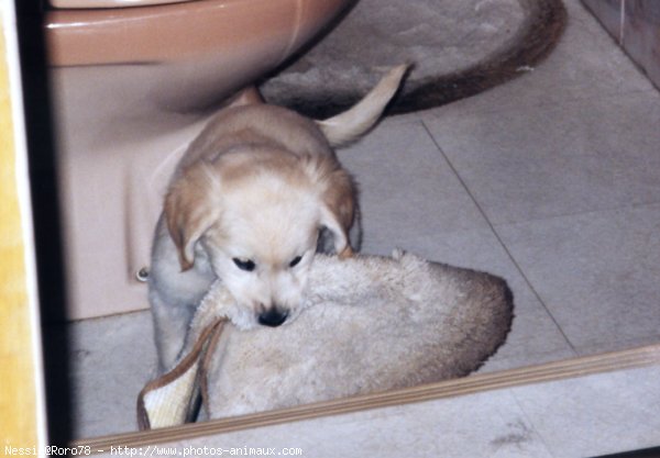 Photo de Golden retriever