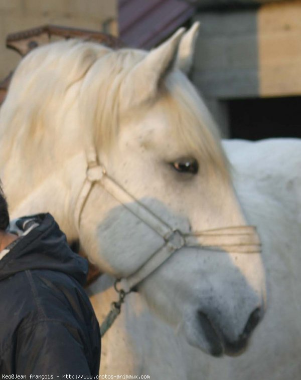 Photo de Percheron