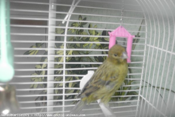 Photo de Canari