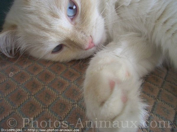 Photo de Ragdoll