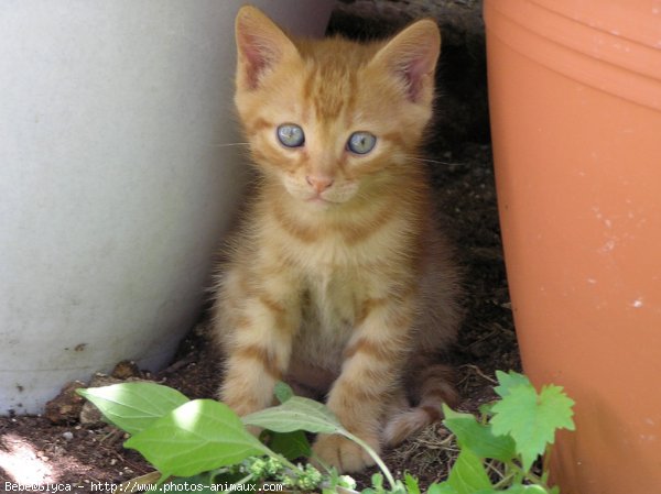 Photo de Chat domestique