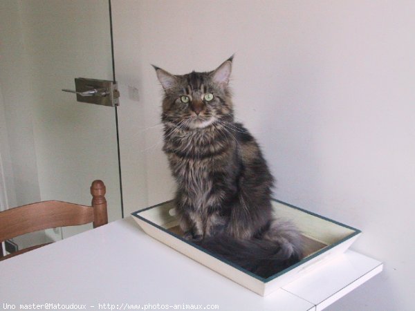 Photo de Maine coon