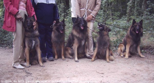 Photo de Berger belge tervueren