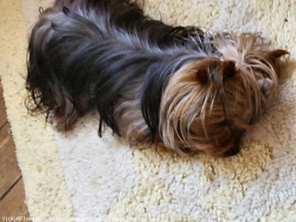 Photo de Yorkshire terrier