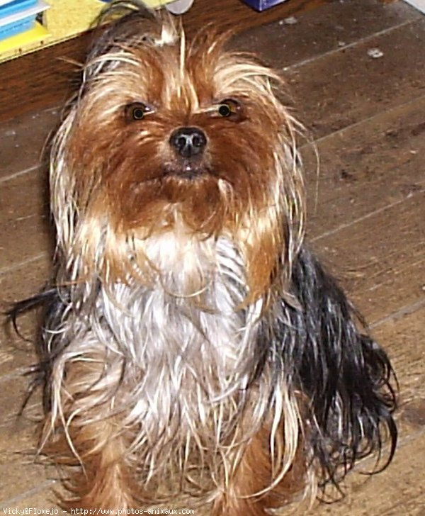 Photo de Yorkshire terrier