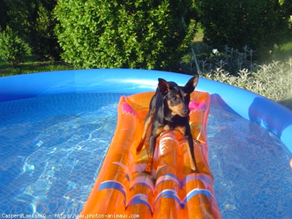 Photo de Pinscher nain