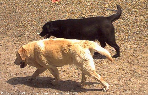 Photo de Labrador retriever