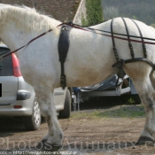 Photo de Percheron