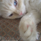 Photo de Ragdoll