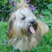 Photo de Lhassa apso