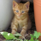 Photo de Chat domestique