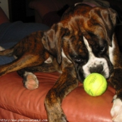 Photo de Boxer