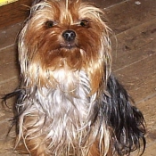 Photo de Yorkshire terrier