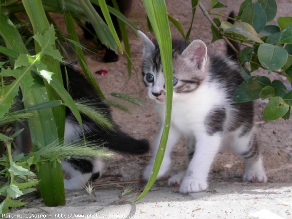 Photo de Chat domestique