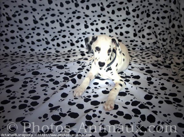 Photo de Dalmatien