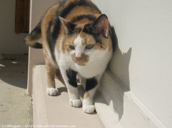 Photo de Chat domestique