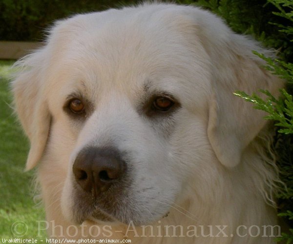 Photo de Chien de berger des tatras