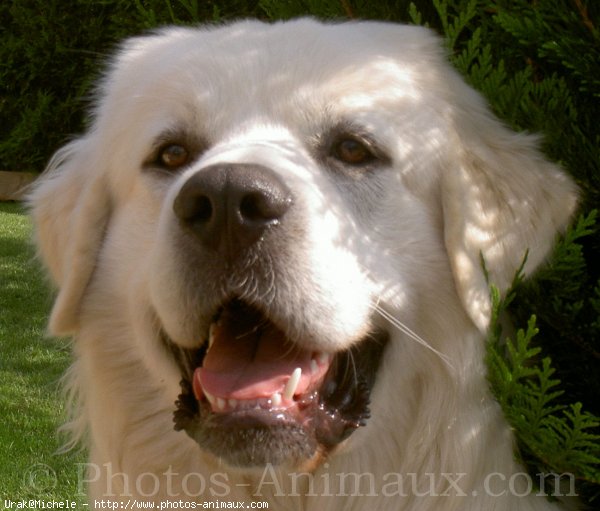 Photo de Chien de berger des tatras