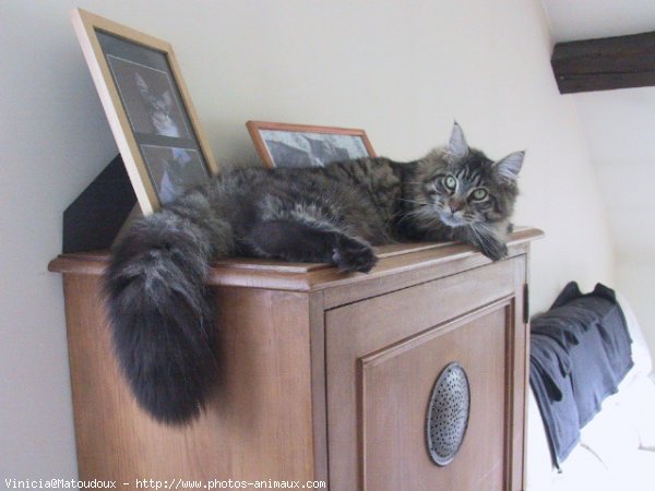 Photo de Maine coon