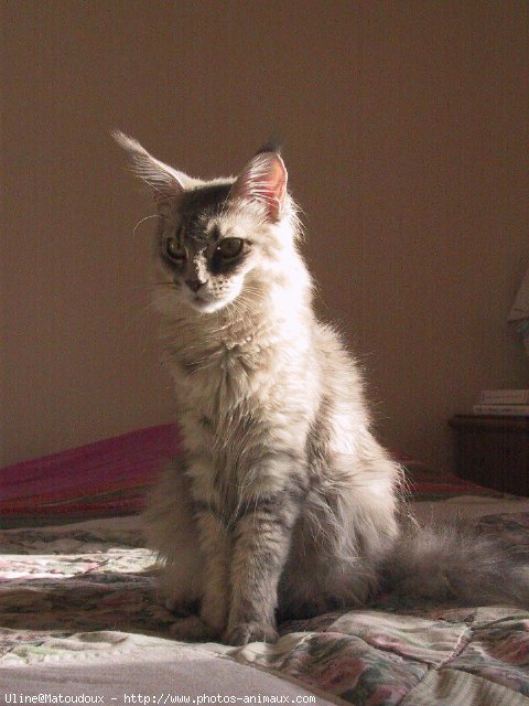 Photo de Maine coon