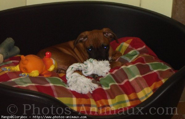 Photo de Boxer