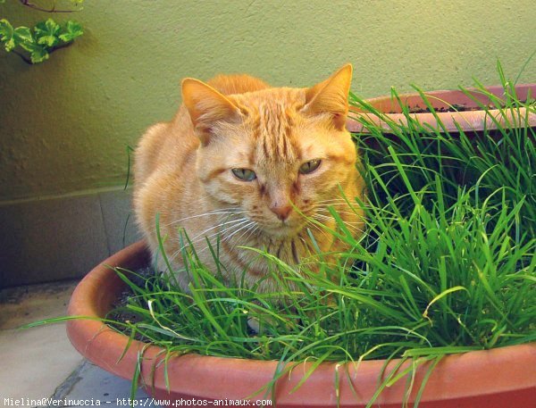 Photo de Chat domestique