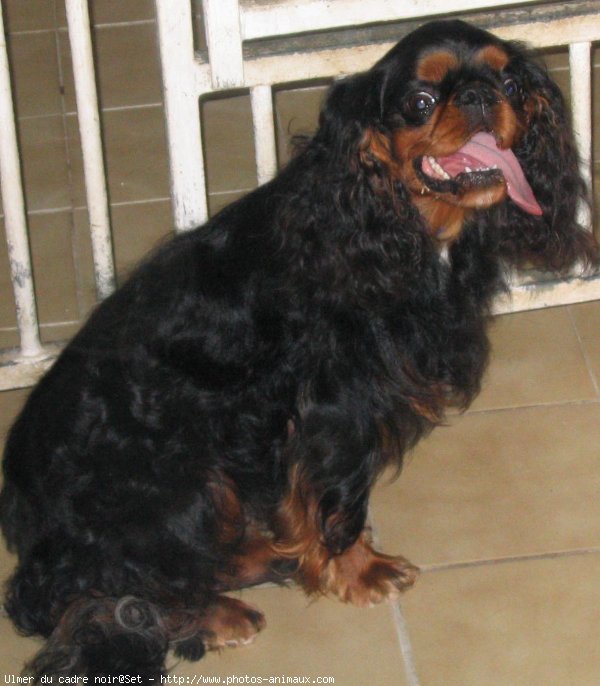 Photo de King charles spaniel