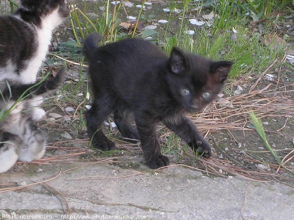 Photo de Chat domestique